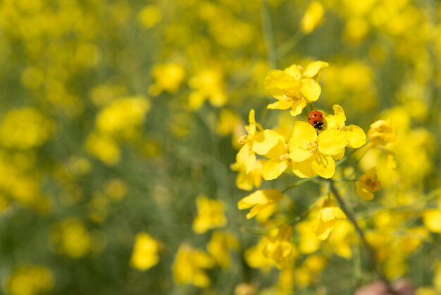 Bogus on the rapeseed field