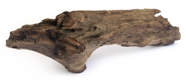 Bogwood or driftwood over white background