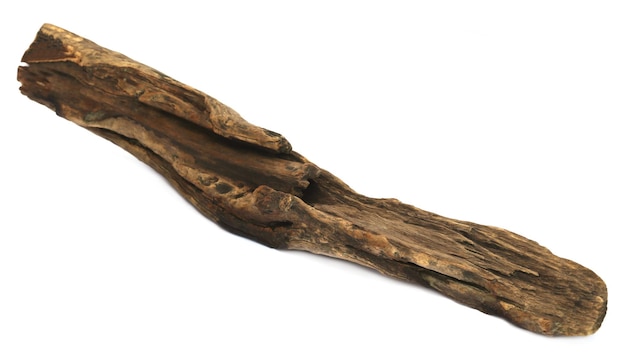 Bogwood or driftwood over white background