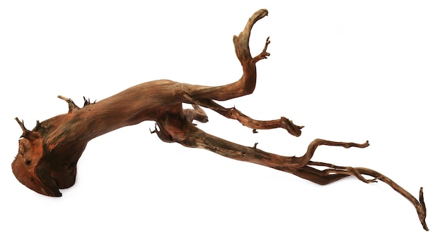 Bogwood over white background