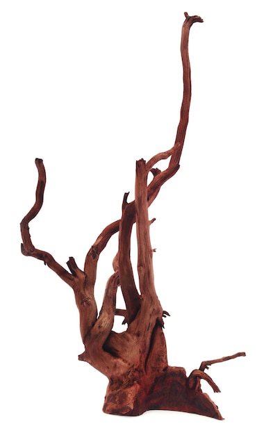 Bogwood over white background