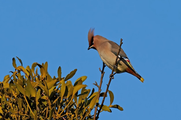 Boheemse pestvogel Bombycilla garrulus