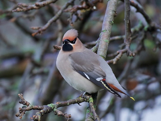 Boheemse waxwing (Bombycilla garrulus)