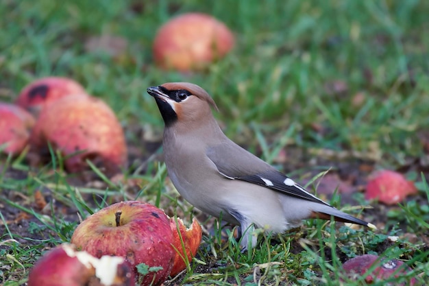 写真 キレンジャク bombycilla garrulus