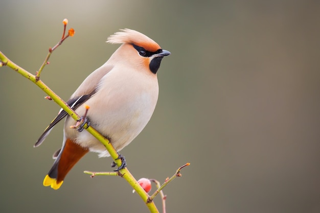 사진 copyspace와 겨울에 나뭇가지에 앉아 보헤미안 waxwing