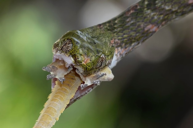 Boiga bengkuluensis slang eten huis gacko