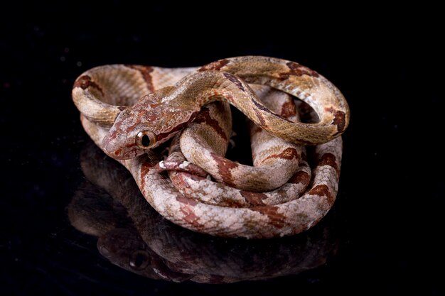 Boiga cynodon、犬歯の猫のヘビ