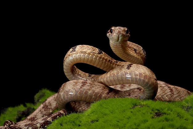 Serpente cynodon boiga su muschio con sfondo nero