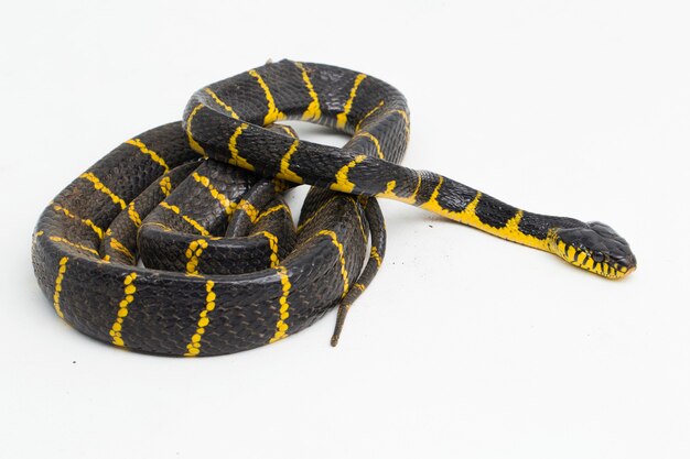 Boiga dendrophila commonly called the mangrove snake or goldringed cat snake on white background