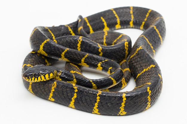 Boiga dendrophila comunemente chiamato serpente di mangrovie o serpente gatto con anelli d'oro su sfondo bianco