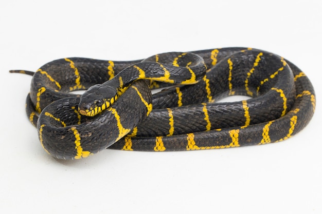 Boiga dendrophila comunemente chiamato serpente di mangrovie o serpente gatto con anelli d'oro su sfondo bianco