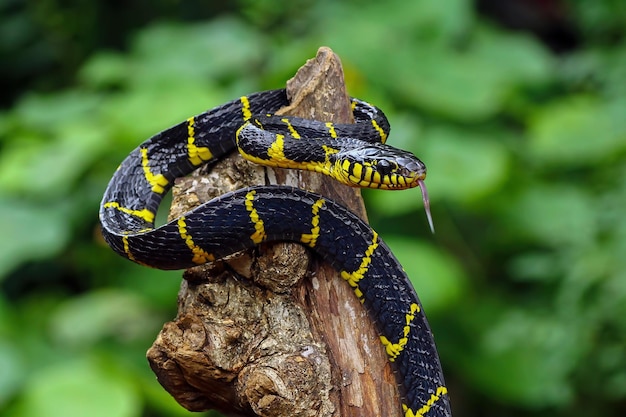 Boiga dendrophila geelgeringde goudgeringde slang