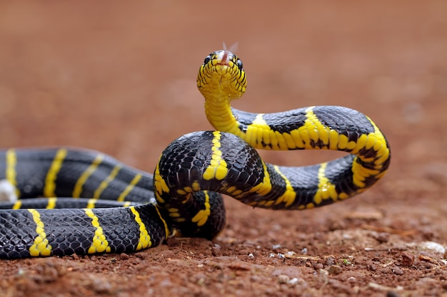 Foto boiga dendrophila, gele ringslangen