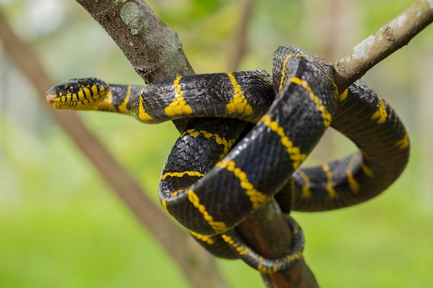 Boiga dendrophila, gewoonlijk de mangrove-slang of goudgeringde kattenslang genoemd op dieren in het wild