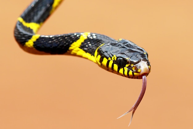 Boiga dendrophila, желтые кольцевые змеи