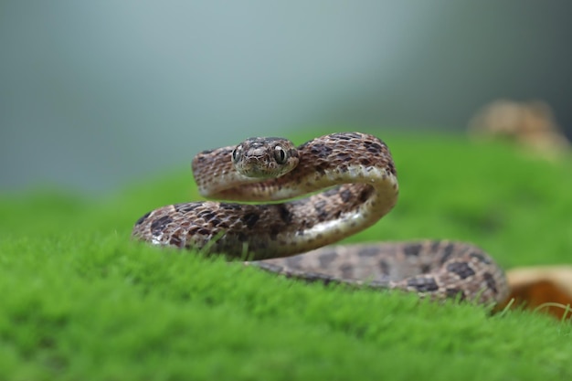 Boiga multo maculata slang close-up op natuurlijke achtergrond Boiga multo maculata close-up