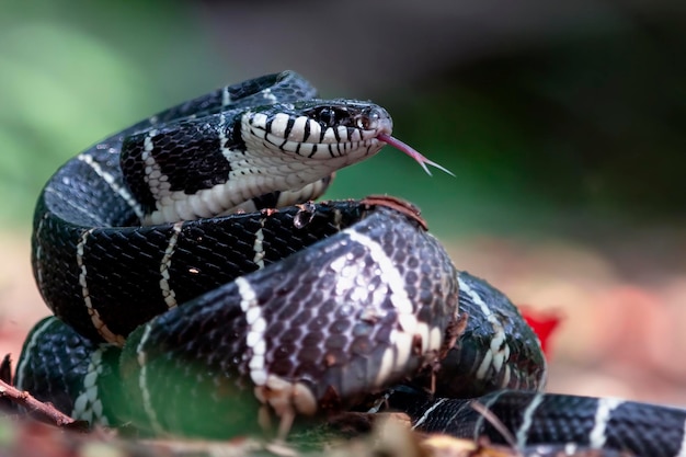 Boiga-slang klaar om Boiga dendrophila dierlijke close-up aan te vallen