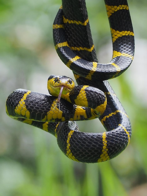 写真 ボイガヘビ デンドロフィラ 黄色い指輪の動物 クローズアップ 動物の攻撃