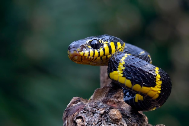 Boiga snake dendrophila yellow ringed Head of Boiga dendrophila animal closeup