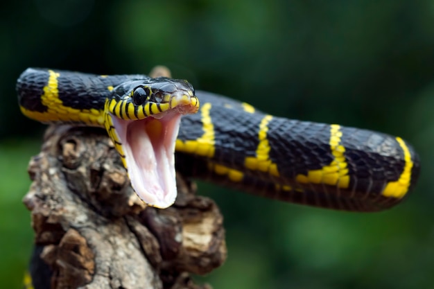 Boiga serpente dendrophila giallo inanellato su legno