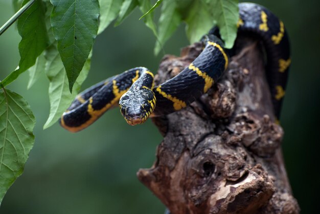 Boiga 뱀 dendrophila 노란색 고리가 나무에