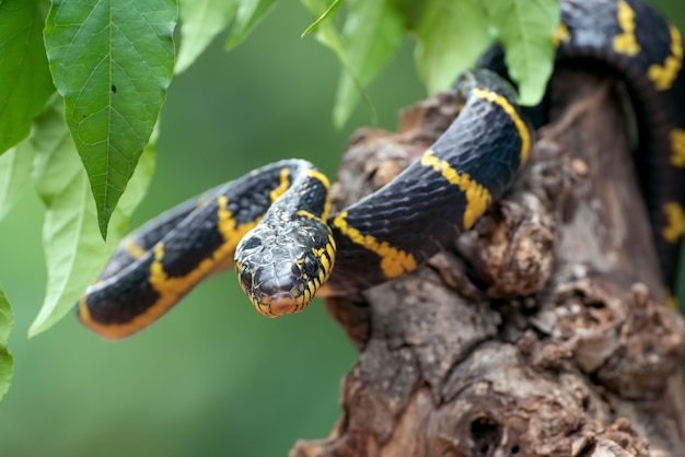 Dendrofilia del serpente boiga in modalità difensiva