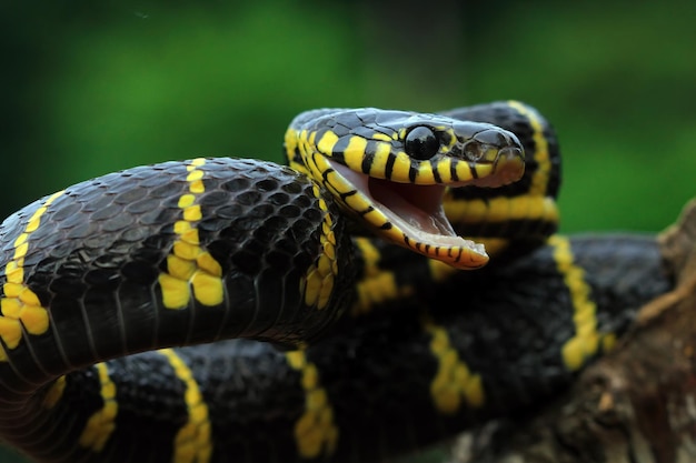 Boiga 뱀 공격할 준비가 Boiga dendrophila 동물 근접 촬영