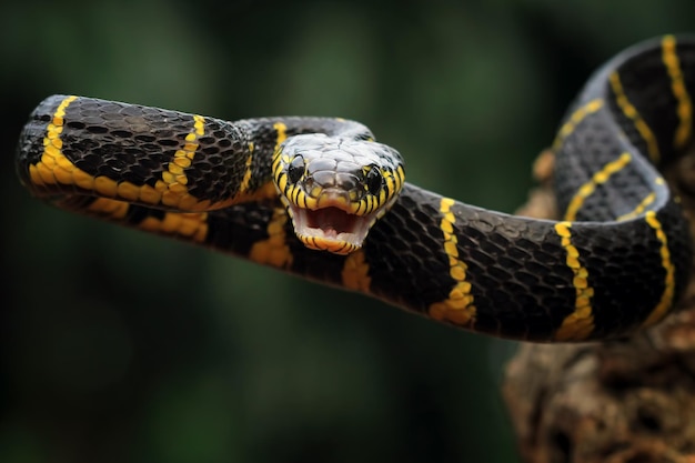 Boiga snake ready to attack Boiga dendrophila animal closeup