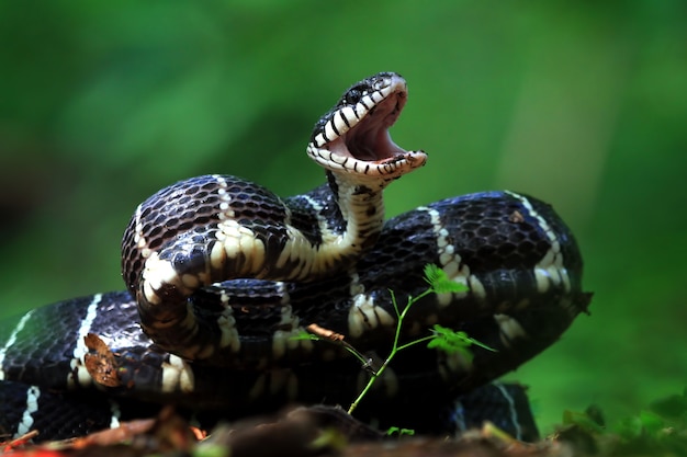 Boiga 뱀 공격 준비