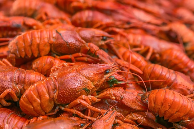 Boiled big crawfish close up view from the top Cooked crayfish with dill Beer snack Crayfish to beer