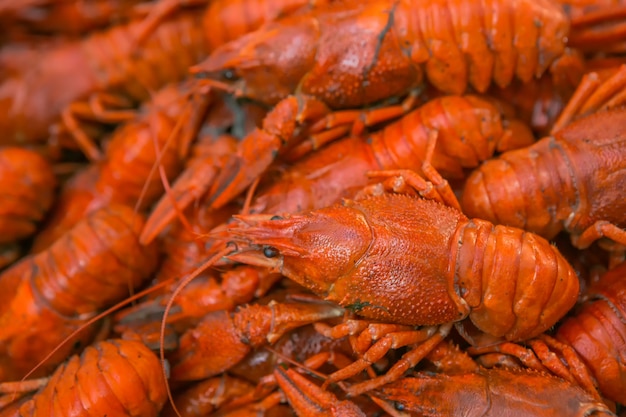 Boiled big crawfish. Crayfish to beer. Louisiana Crawfish Boil.