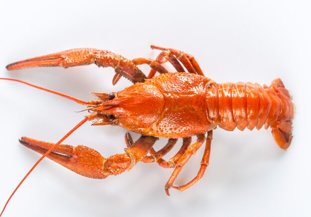 Boiled crayfish on the white background