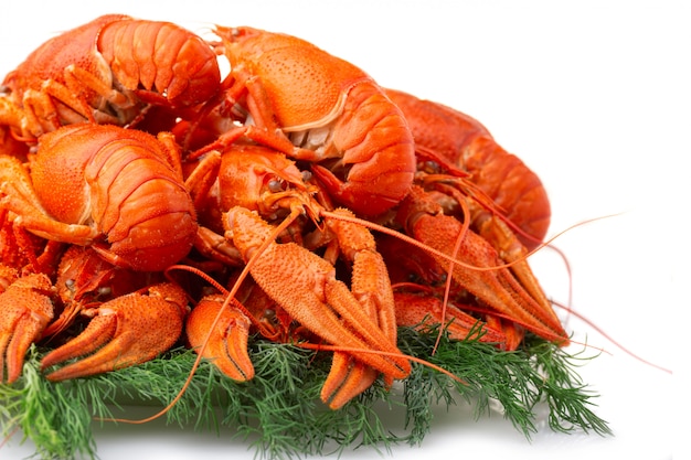 Boiled crayfish with dill isolated on white