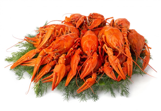 Boiled crayfish with dill isolated on white