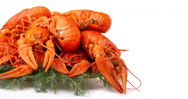 Boiled crayfish with dill isolated on white