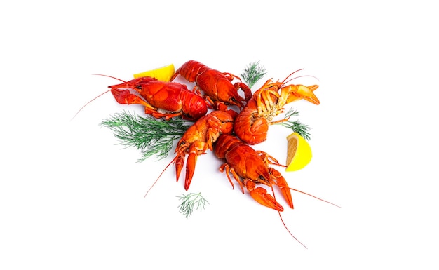 Boiled crayfish with dill and lemon isolated