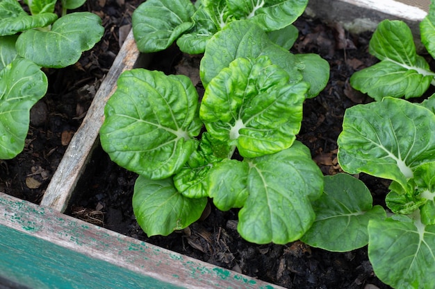 Bok choi of chinese witte kool