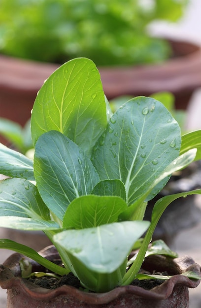 Bok Choy or Chinese cabbage in a garden