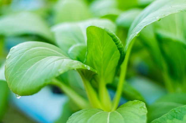 Bok choy or Chinese-cabbage