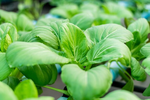 Bok choy or Chinese-cabbage