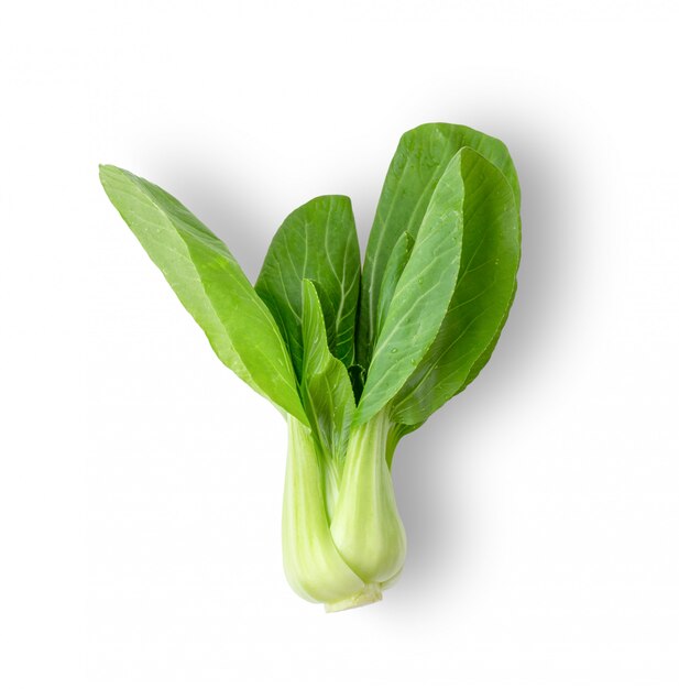 Bok choy groente geïsoleerd