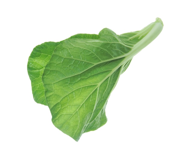 Bok choy vegetable isolated on white background.