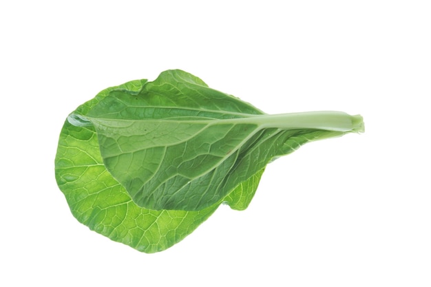 Bok choy vegetable isolated on white background.