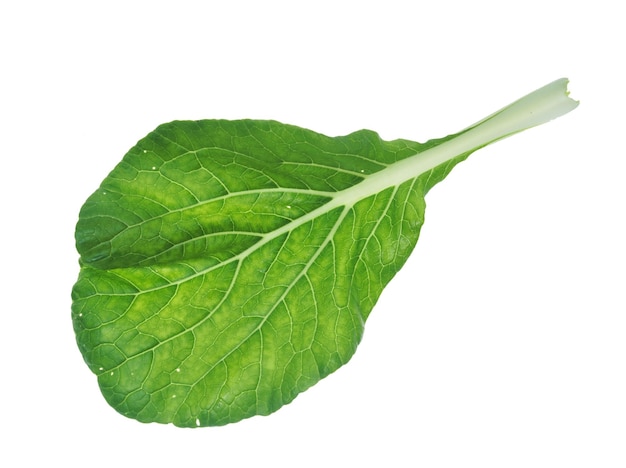 Bok choy vegetable isolated on white background.