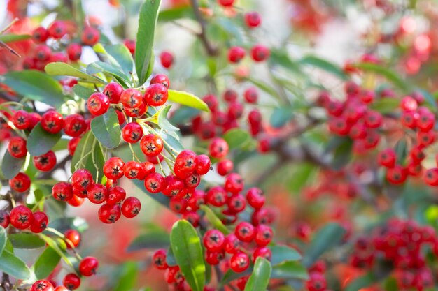 Bokeh achtergrond van Brilliant Red Chokeberry Aronia arbutifolia barstensvol rode bessen