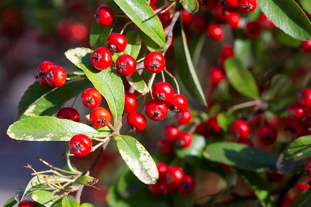 Brilliant Red Chokeberry Aronia arbutifolia의 Bokeh 배경에는 붉은 열매가 터져 나옵니다.