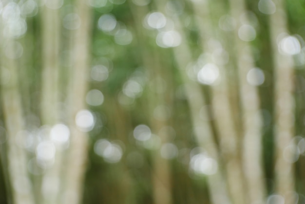 bokeh background,Christmas tree bokeh light green