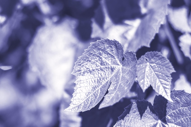 Bokeh background from nature forest out of focus, summer background, soft focus  Toned in color of the year 2022, very peri