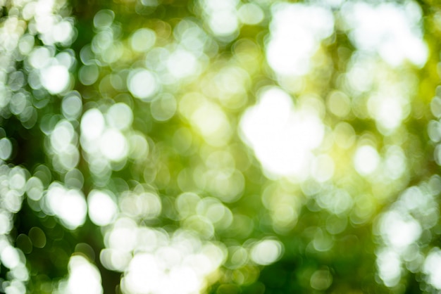 bokeh background, green leave blur background