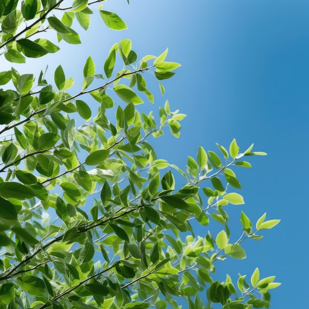 bokeh background of green leaves